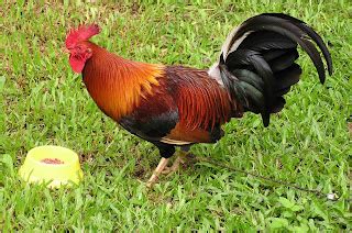 lemon gamefowl|The Lemon: Duke Hulsey's legacy to .